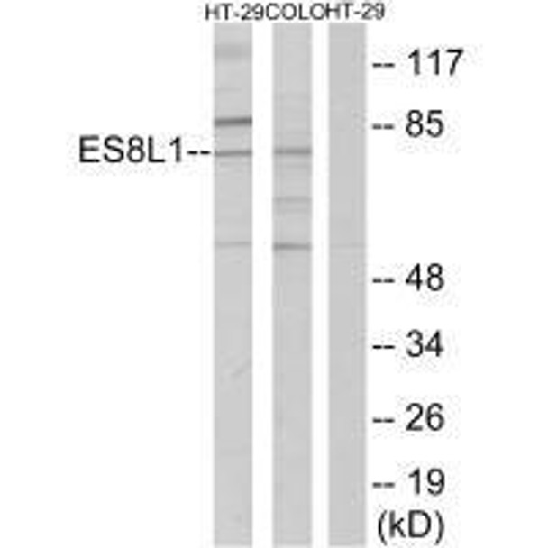 EPS8L1 Antibody PACO23270