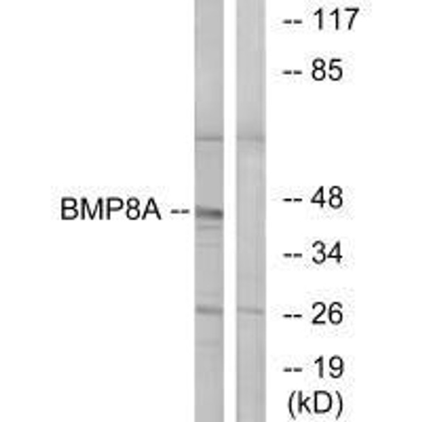 BMP8A Antibody PACO23394