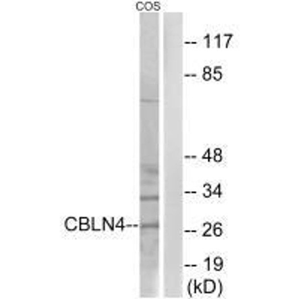 CBLN4 Antibody PACO23410