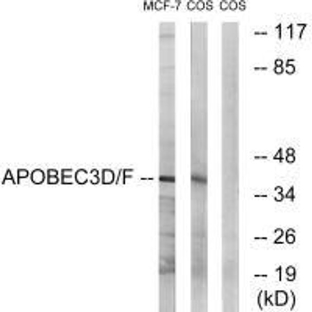 APOBEC3D/APOBEC3F Antibody PACO23463