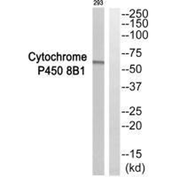 CYP8B1 Antibody PACO23506