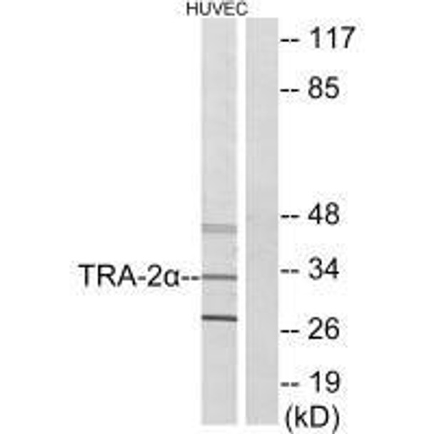 TRA2A Antibody PACO23749