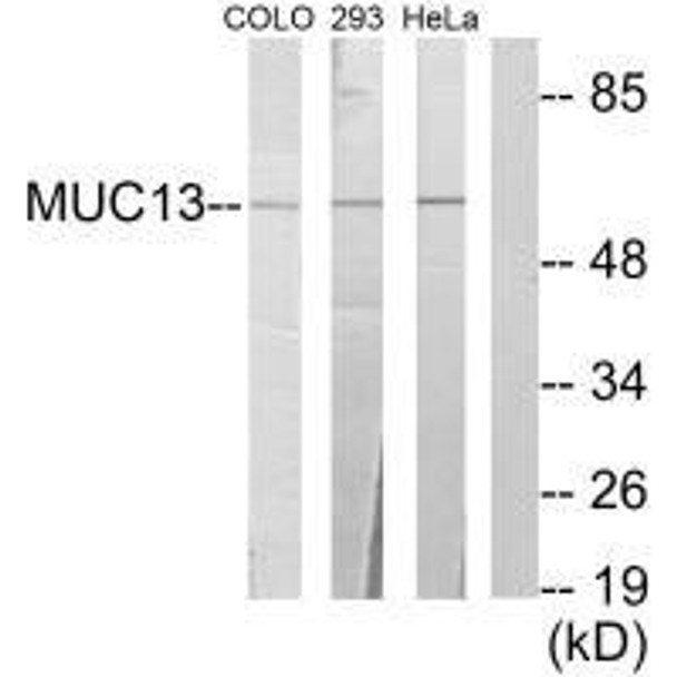 MUC13 Antibody PACO23767