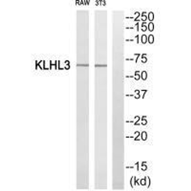 KLHL3 Antibody PACO23772