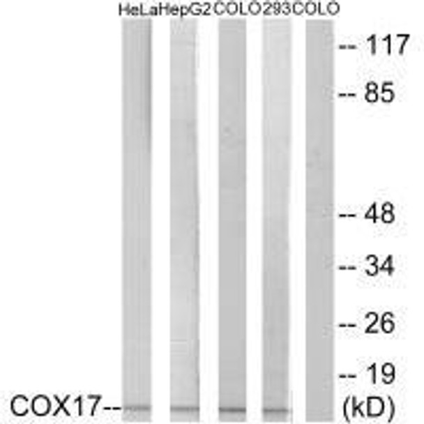 COX17 Antibody PACO23780