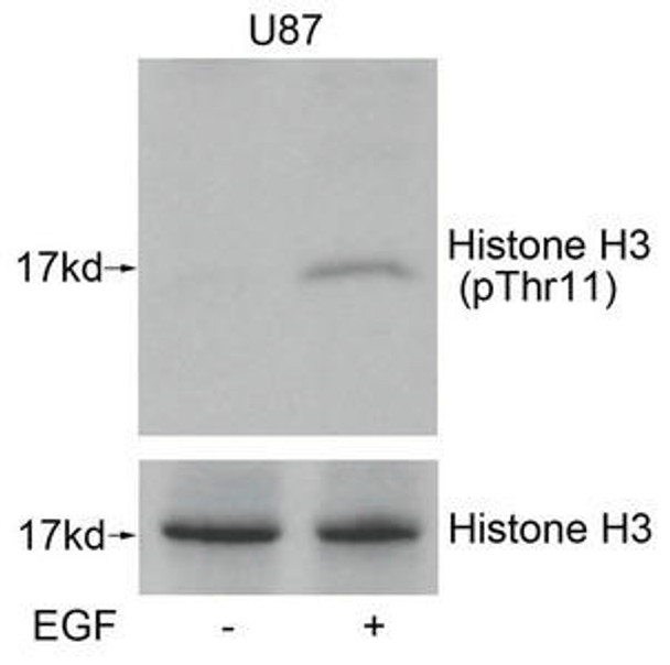 Phospho-Histone H3 Thr11 Antibody PACO23916