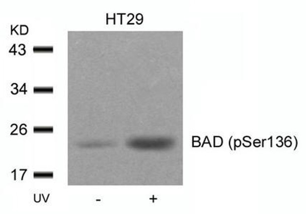 Phospho-Bad Ser136 Antibody PACO24248