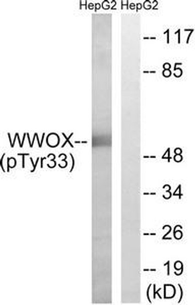 Phospho-WWOX Tyr33 Antibody PACO24400