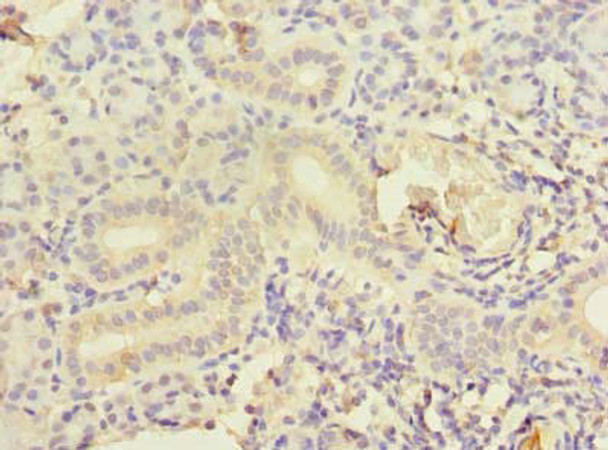 CCNJL Antibody PACO25560