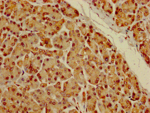 DYRK3 Antibody PACO26365