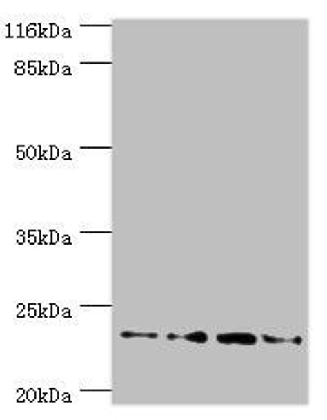 Fxn Antibody PACO26849