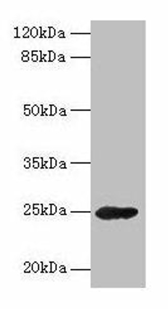 GH2 Antibody PACO26969