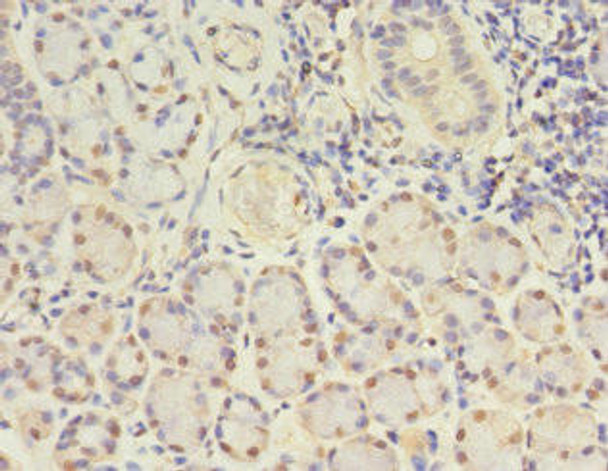 GJB5 Antibody PACO26993