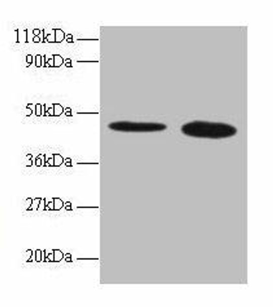 TTC1 Antibody PACO27541