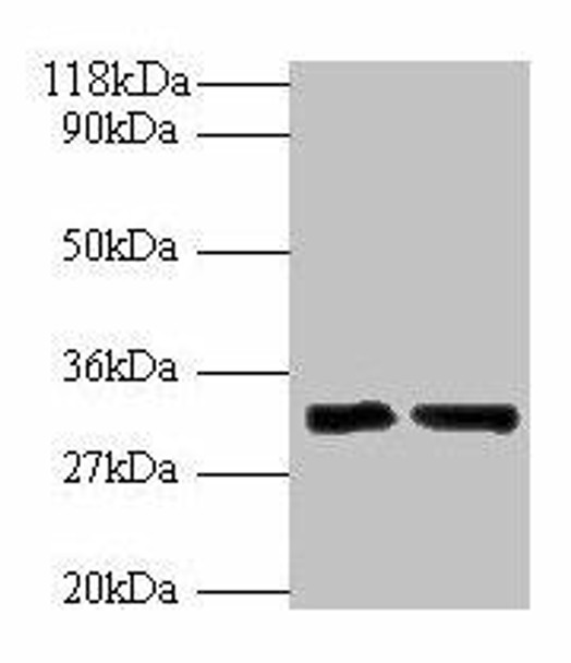 IL-33 Antibody PACO27617