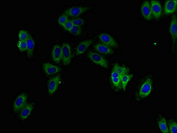 KMO Antibody PACO27833