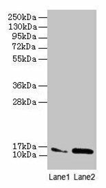 MMGT1 Antibody PACO28290