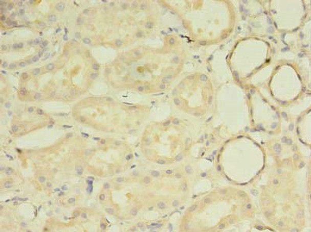 MRPL33 Antibody PACO28350