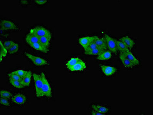 NXF5 Antibody PACO28686