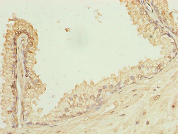 POGZ Antibody PACO29046