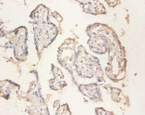 RPS11 Antibody PACO29188