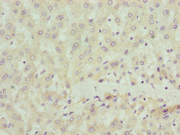 SCLT1 Antibody PACO29760