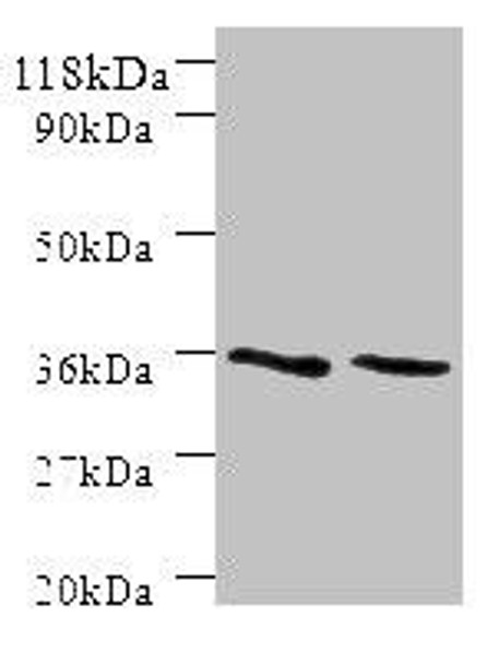 SNX20 Antibody PACO30048