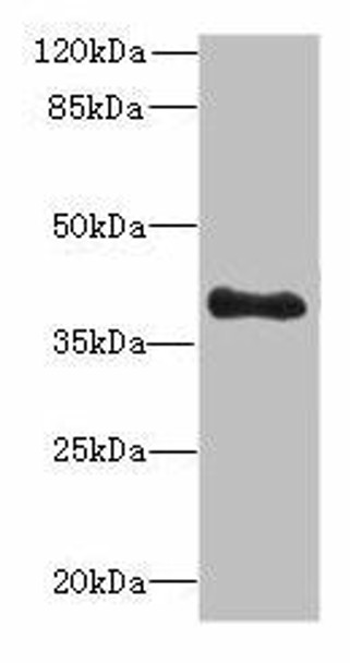 TFEC Antibody PACO30338