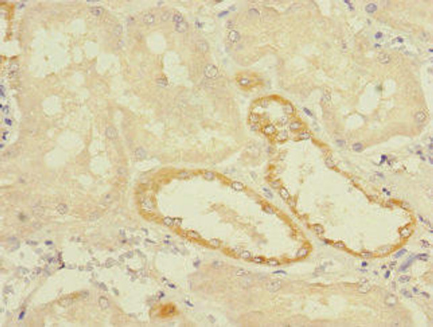 TMEM139 Antibody PACO30470