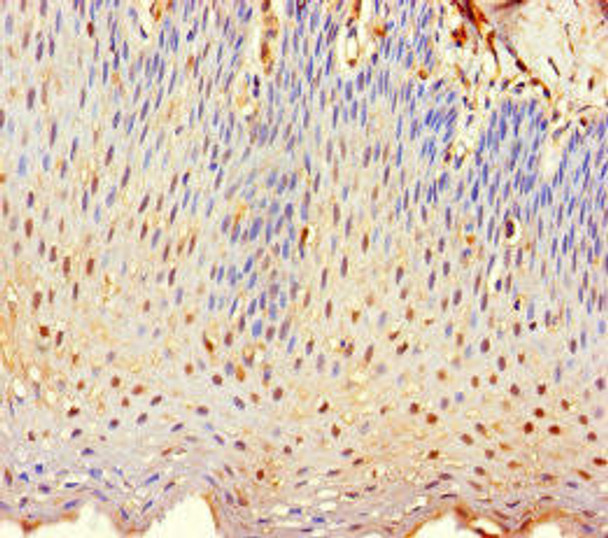 TMEM40 Antibody PACO30590