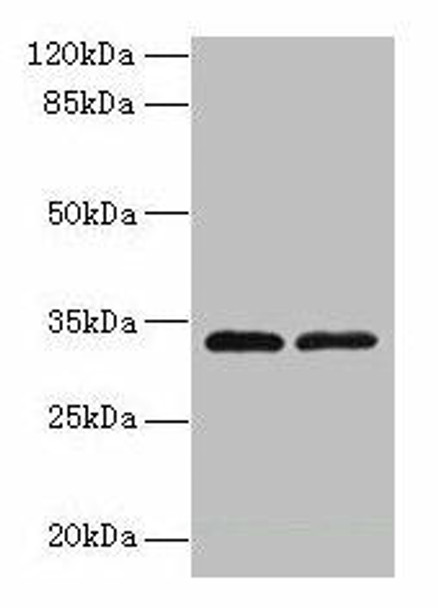 TMEM71 Antibody PACO30646