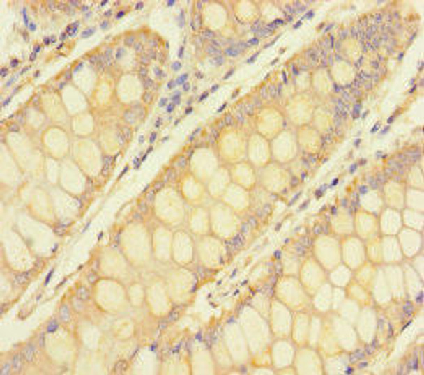 TULP3 Antibody PACO30900