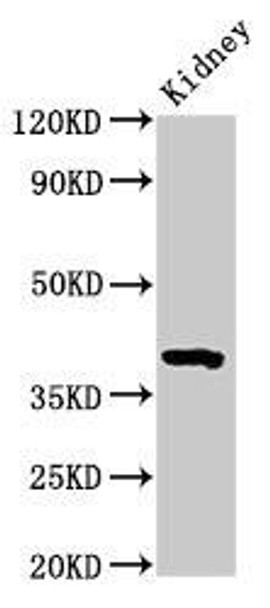 Wnt3 Antibody PACO31088