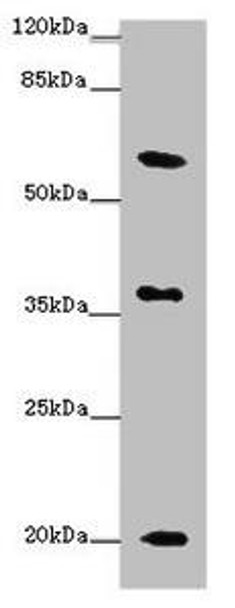 XG Antibody PACO31096