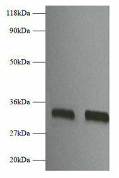 Fgf2 Antibody PACO32136