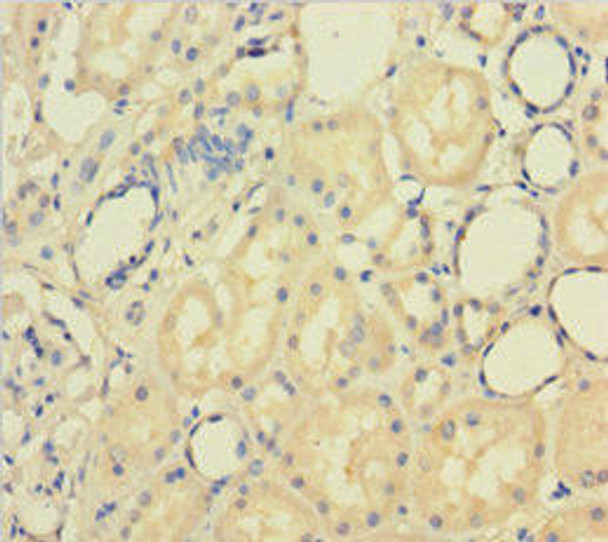 PAPPA Antibody PACO32280