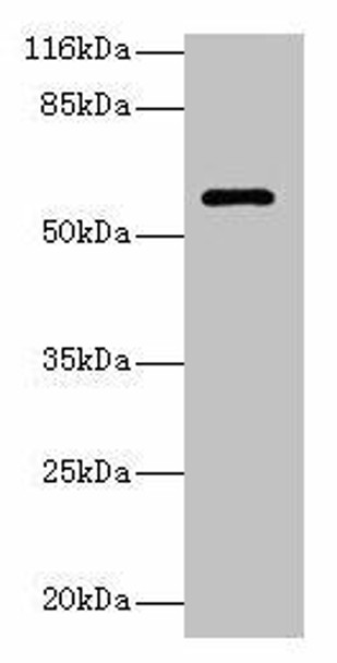 GK3P Antibody PACO35390