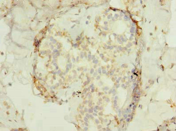 FAM53B Antibody PACO35446