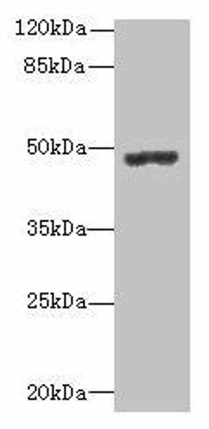 PSG3 Antibody PACO35478
