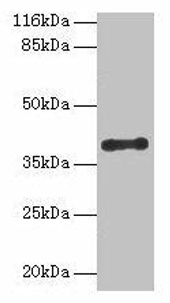 CYLC2 Antibody PACO35510