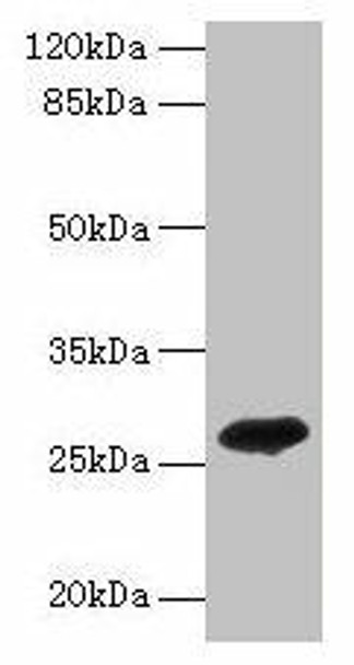 ADIPOQ Antibody PACO35942