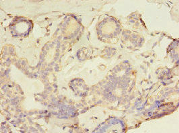 GFOD2 Antibody PACO35966