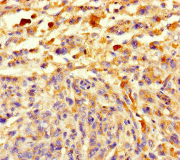 CCDC184 Antibody PACO36086