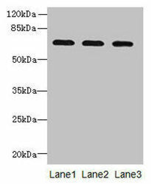 SCARA3 Antibody PACO36438