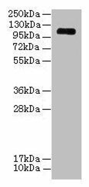 EGFLAM Antibody PACO36466