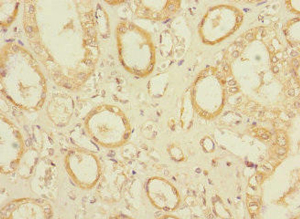 OLFML2A Antibody PACO36582