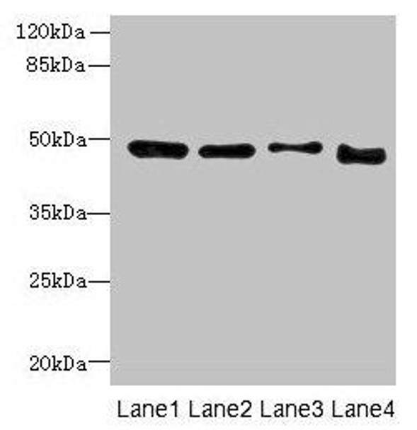 DDI2 Antibody PACO36598