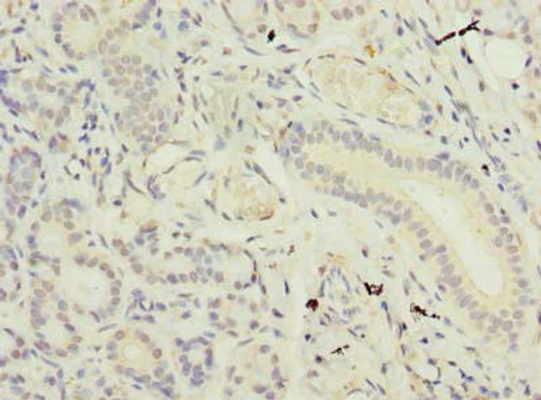 SUSD4 Antibody PACO36606