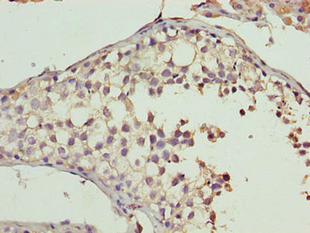 CYB5R2 Antibody PACO36670