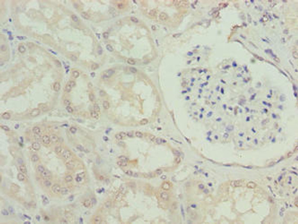 EFCAB12 Antibody PACO36694